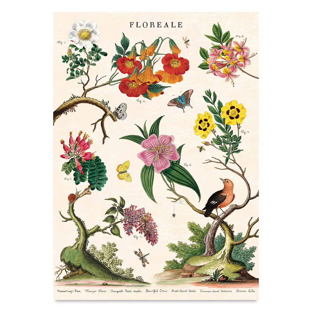 Cavallini Vintage Floreale Gift Wrap